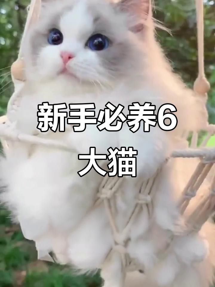 有哪些貓品種與龍貓相處最好？ 有哪些貓品種與龍貓相處最好？ 龍魚百科 第3張