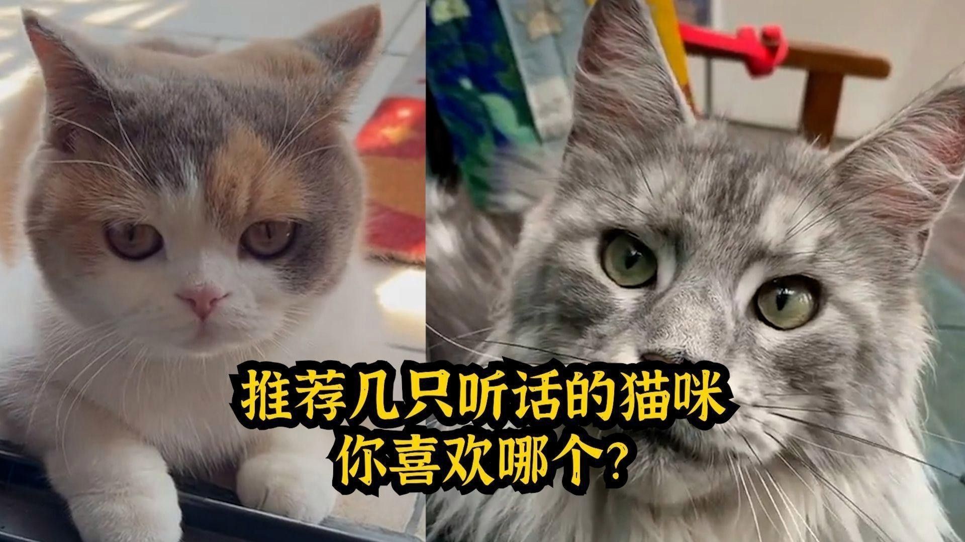有哪些貓品種與龍貓相處最好？ 有哪些貓品種與龍貓相處最好？ 龍魚百科 第5張