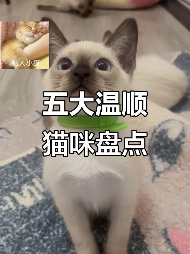 有哪些貓品種與龍貓相處最好？ 有哪些貓品種與龍貓相處最好？ 龍魚百科 第6張