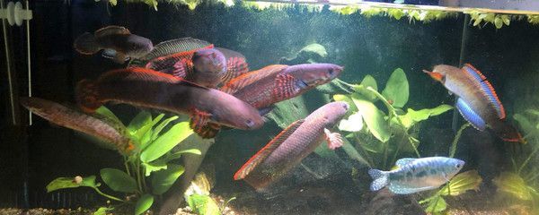 雷龍魚大型有哪些（大型雷龍魚繁殖技巧分享：雷龍魚繁殖技巧分享）
