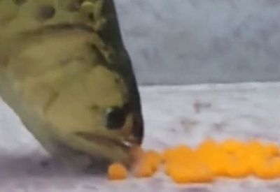 金龍魚被小魚咬：金龍魚被小魚咬怎么辦 金龍魚被小魚咬：金龍魚被小魚咬怎么辦 龍魚百科 第3張