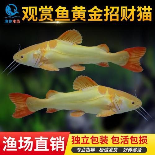 招財貓和金龍魚混養好嗎圖片