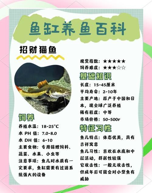 招財貓和金龍魚混養好嗎圖片