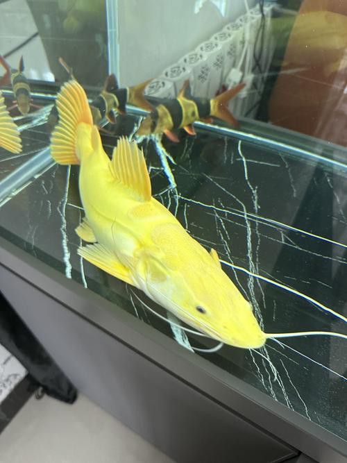 招財貓和金龍魚混養好嗎圖片