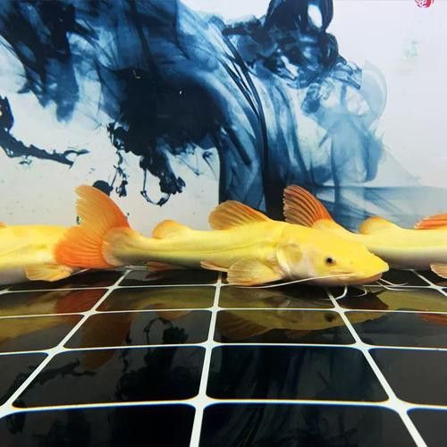 招財貓和金龍魚混養好嗎圖片