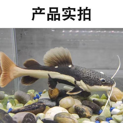 招財貓和金龍魚混養好嗎圖片