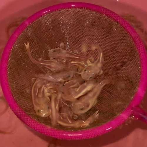 招財貓和金龍魚混養好嗎圖片
