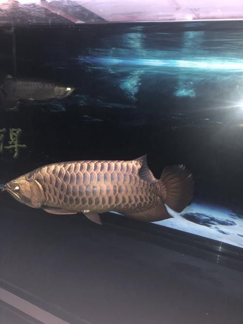 招財貓和金龍魚混養好嗎圖片