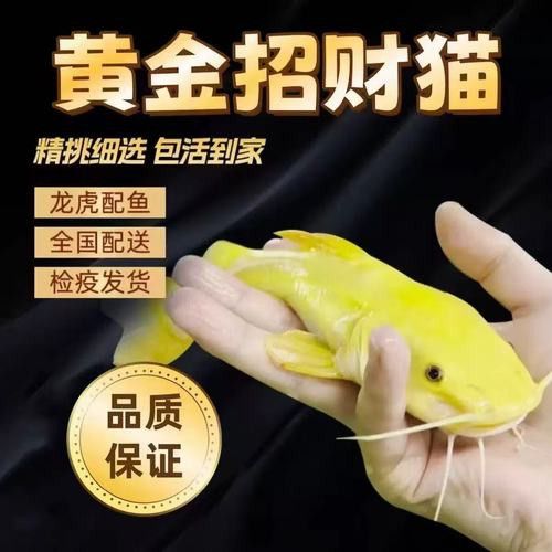 招財貓和金龍魚混養好嗎圖片