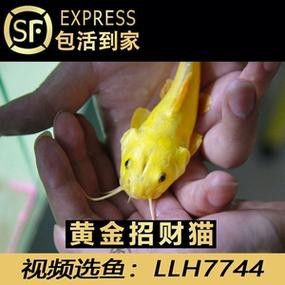 招財貓和金龍魚混養好嗎圖片
