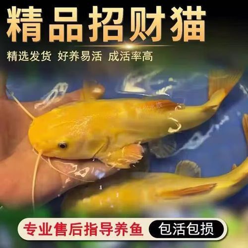 招財貓和金龍魚混養好嗎圖片