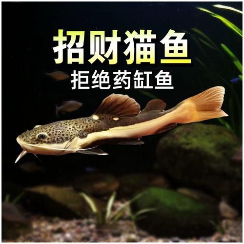 招財貓和金龍魚混養好嗎圖片