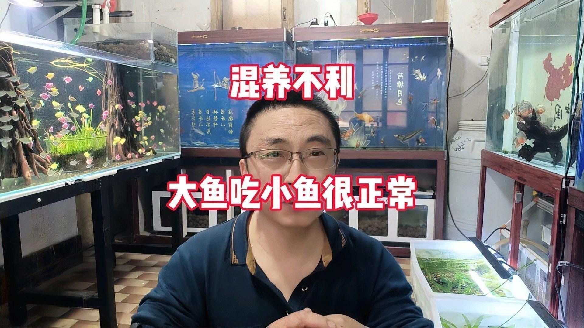 招財貓和金龍魚混養好嗎圖片