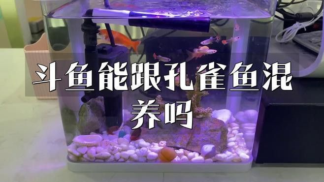招財貓和金龍魚混養好嗎圖片