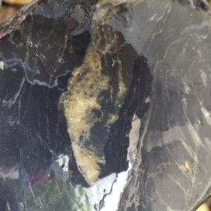 金龍魚的糞便顏色和形狀可以反映出其健康狀況的重要指標：如何處理金龍魚的糞便問題