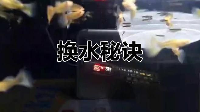 換缸后多久可以喂食？