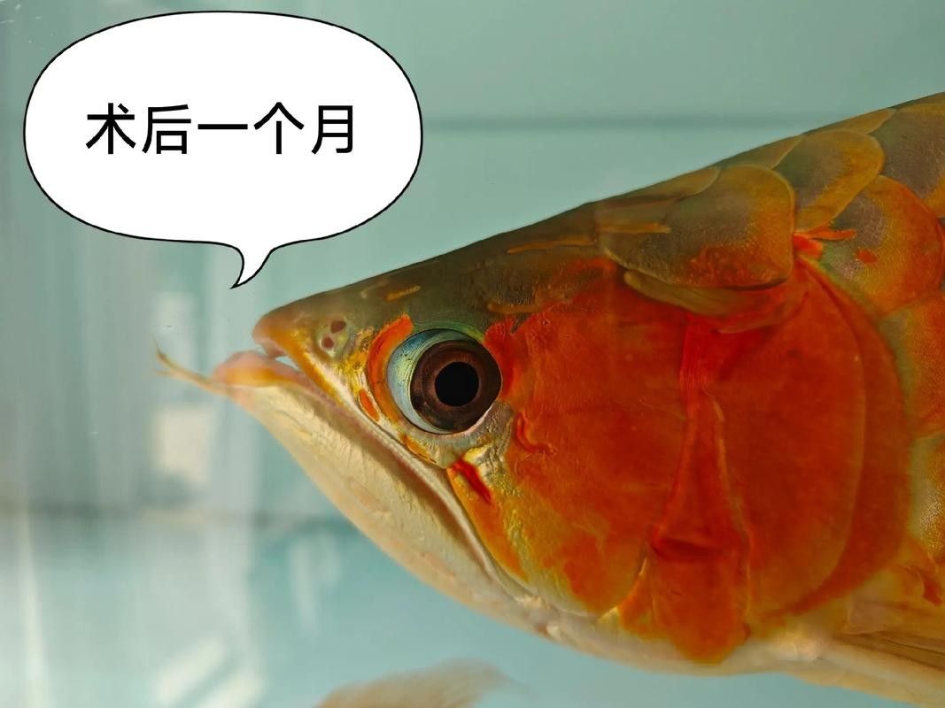 銀龍魚翹嘴怎么回事啊圖片