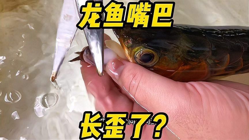 銀龍魚翹嘴怎么回事啊圖片