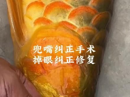銀龍魚翹嘴怎么回事啊圖片