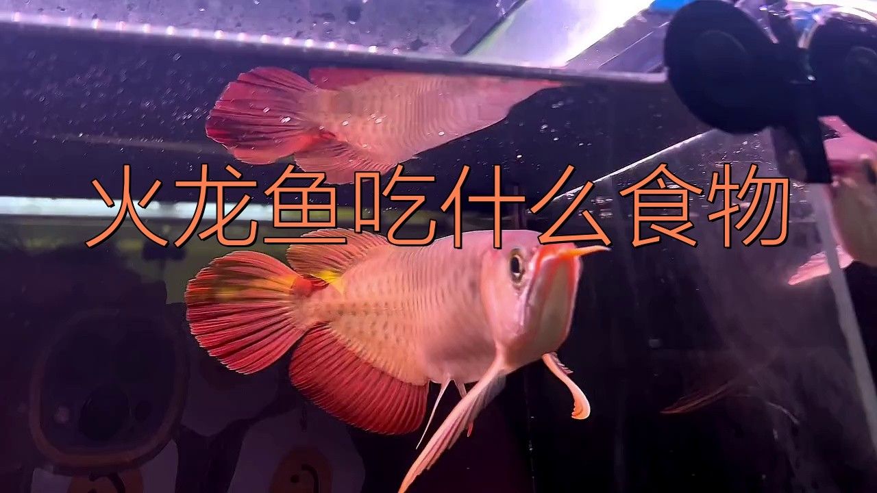 火龍魚吃什么食物最好？