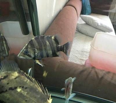 龍魚長水泡：龍魚長水泡怎么辦