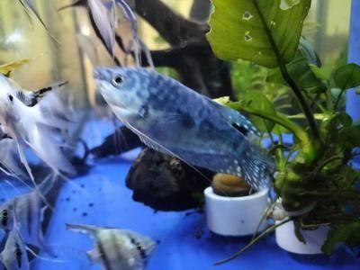 龍魚長水泡：龍魚長水泡怎么辦