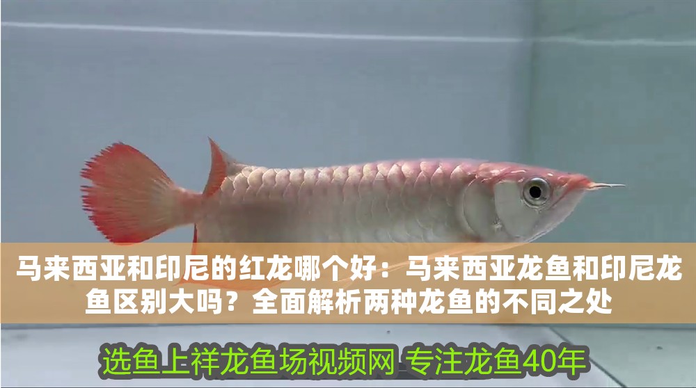馬來西亞和印尼的紅龍哪個好：馬來西亞龍魚和印尼龍魚區別大嗎？全面解析兩種龍魚的不同之處