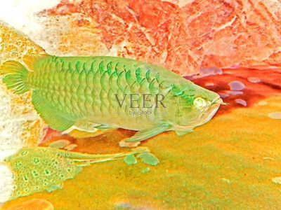 龍魚的成年標志是什么：龍魚成年標志是什么