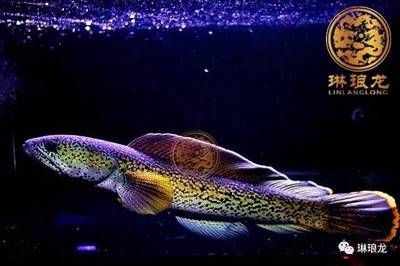 龍魚的成年標志是什么：龍魚成年標志是什么