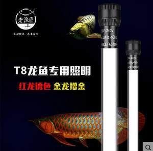 龍魚在冷水能活嗎多久了：如何科學飼養龍魚以延長壽命
