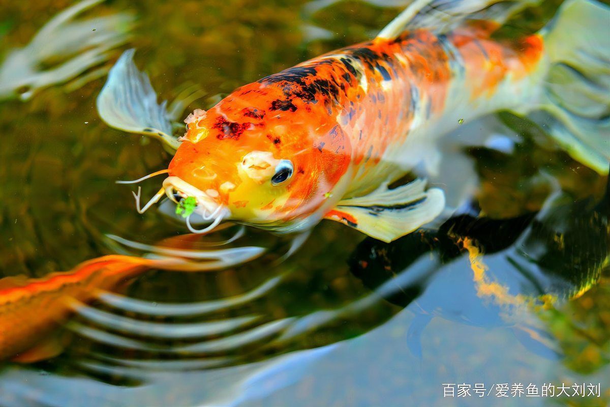 錦鯉幾個月開始猛長