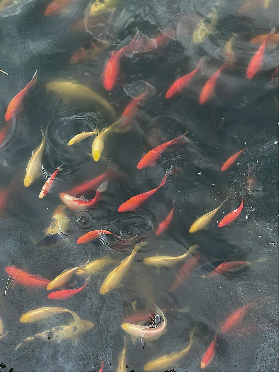 錦鯉幾個月開始猛長