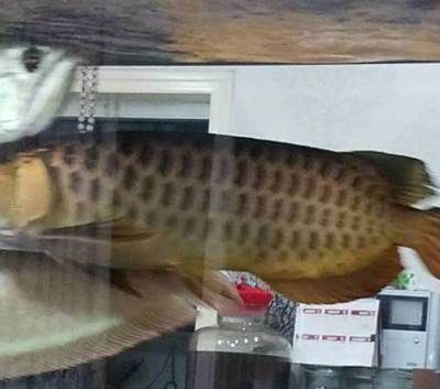 家養金龍魚價格表（家養金龍魚價格信息金龍魚多少錢一條金龍魚多少錢一條）