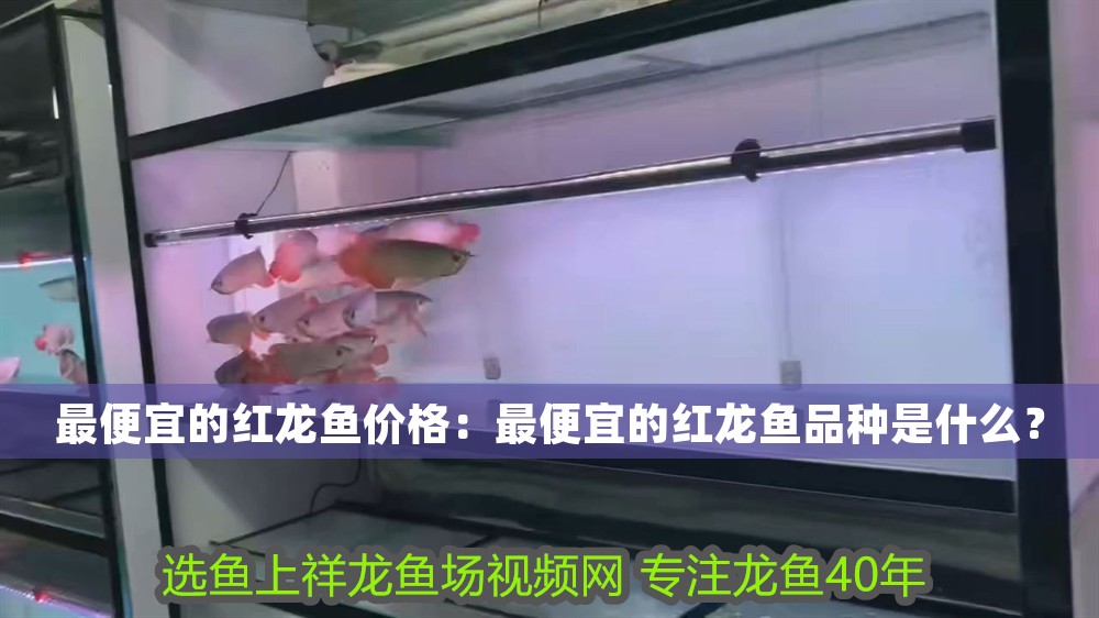 最便宜的紅龍魚價格：最便宜的紅龍魚品種是什么？