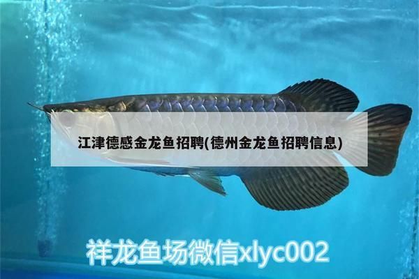 龍魚 tds：六角恐龍魚吃什么食物