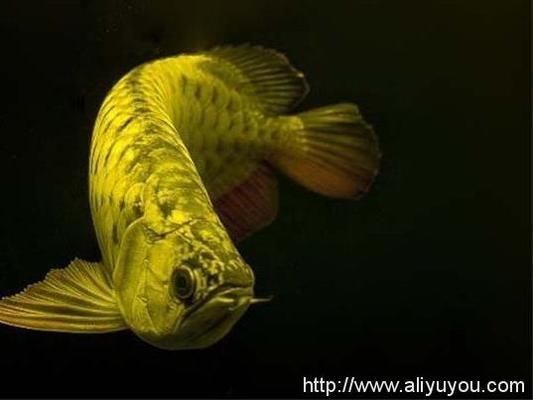龍魚多少一只：龍魚的價格一般多少錢
