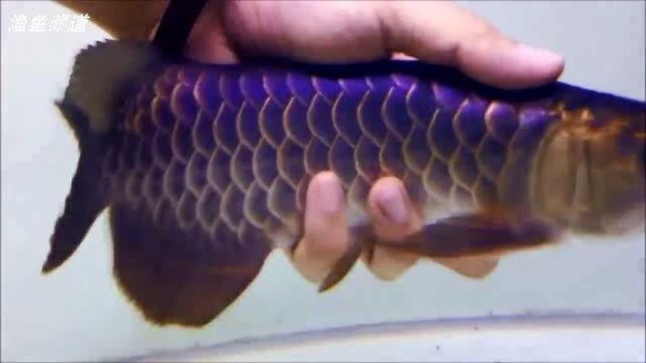 品相好的金龍魚是什么顏色的魚（金龍魚品相鑒定技巧金龍魚品相鑒定技巧）