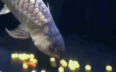 金龍魚頭朝下尾朝上是什么癥狀：金龍魚頭朝下尾朝上是什么原因
