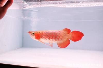 紅龍魚幼魚飼養技巧：紅龍魚幼魚飼養技巧和方法
