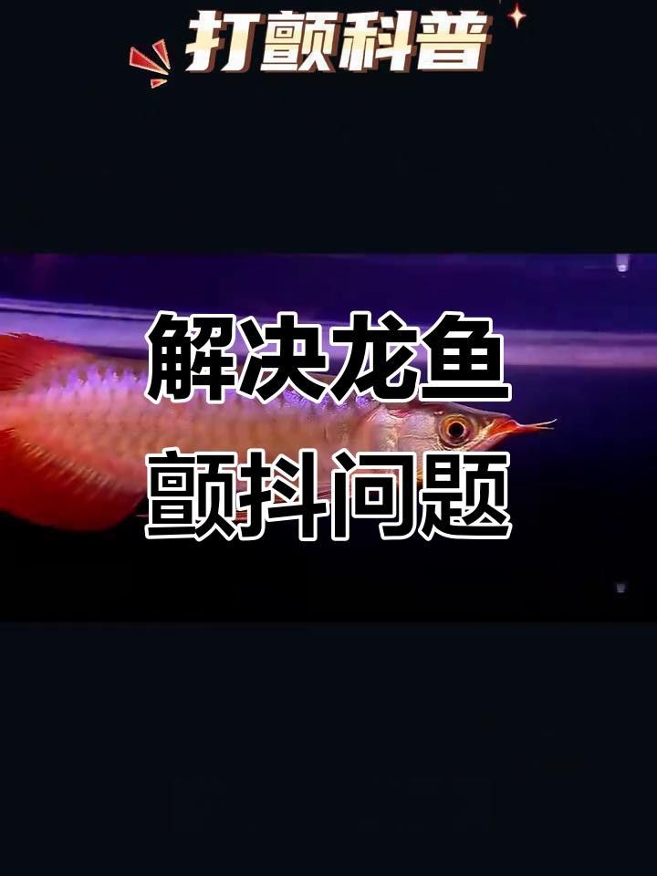 如何判斷龍魚是否受到驚嚇？