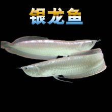 金龍魚圖片大全大圖價格