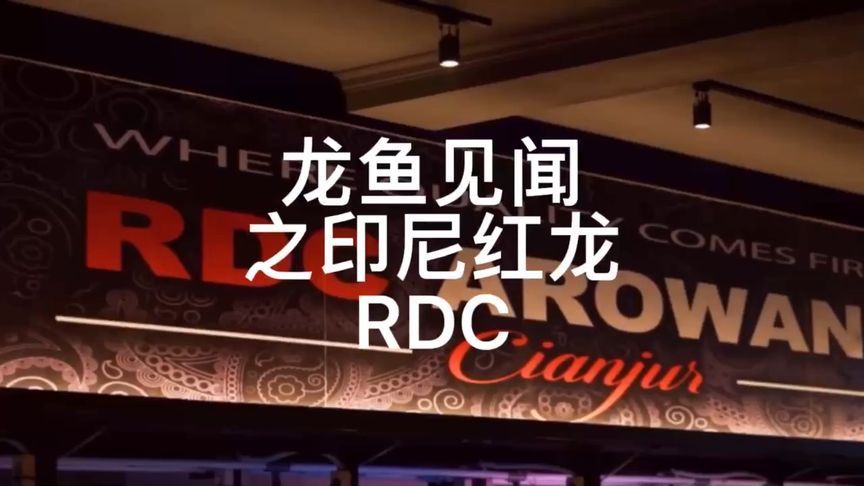 傲深4號可以治龍魚蒙眼嗎：rdc紅魔龍魚是一種高品質的觀賞魚