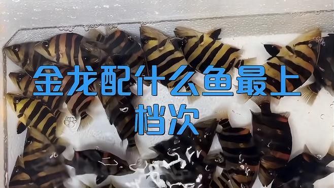 龍魚缸開缸放什么魚 龍魚缸開缸放什么魚 龍魚百科 第2張
