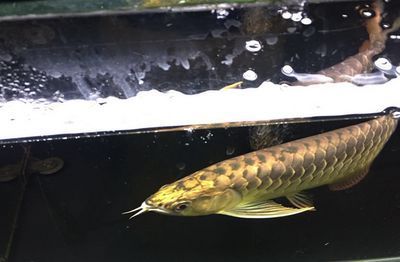 龍魚挪缸一個星期沒開口了：龍魚挪缸一周不開口怎么辦 龍魚挪缸一個星期沒開口了：龍魚挪缸一周不開口怎么辦 龍魚百科 第3張