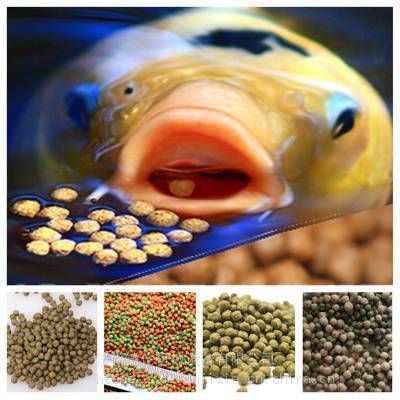 龍魚飼料制作工具推薦：自制龍魚飼料保存方法