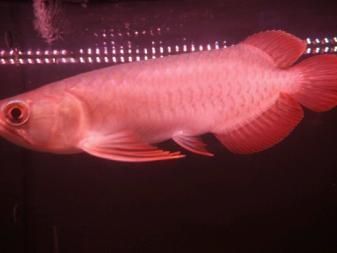 國內龍魚經銷商排名第一：國內龍魚經銷商排名第一是否值得信賴？