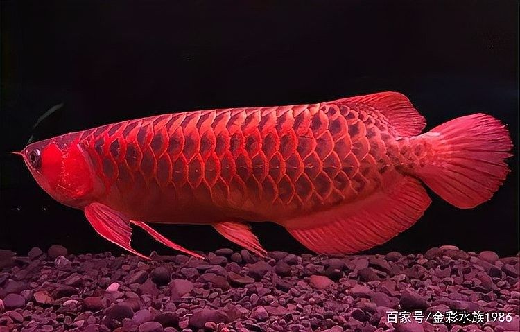 龍魚底部游動