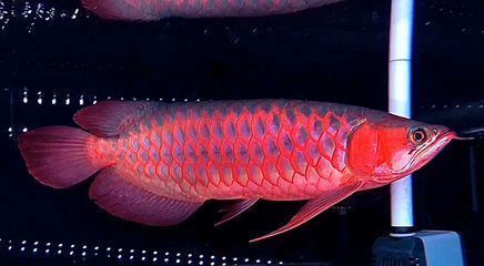 龍魚咬一口就吐不吃：如何判斷龍魚是否厭食，龍魚誤食異物后的處理方法