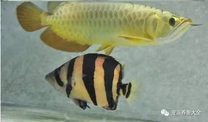 和尚魚(yú)體色暗淡的原因：和尚魚(yú)體色暗淡怎么辦