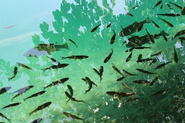 森森魚缸排名第幾（森森魚缸與其他品牌的比較）